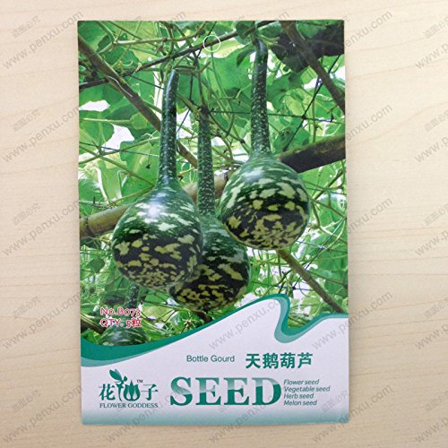 original del paquete semillas ornamentales frutales, semillas de calabaza de botella cisne, con flores maduras de 90 días, 5 partículas de semillas/bolsa