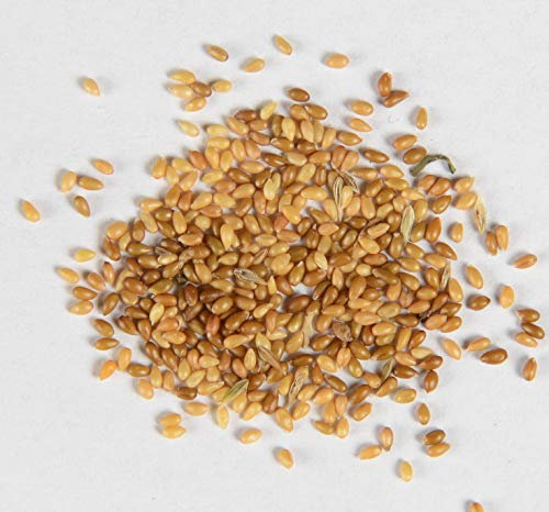 Duftveilchen Viola odorata 200 Samen