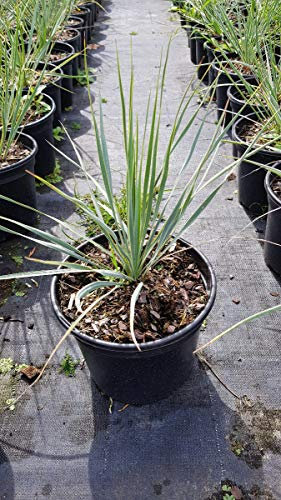 Yucca rostrata/Conteneur de 3 à 4 litres