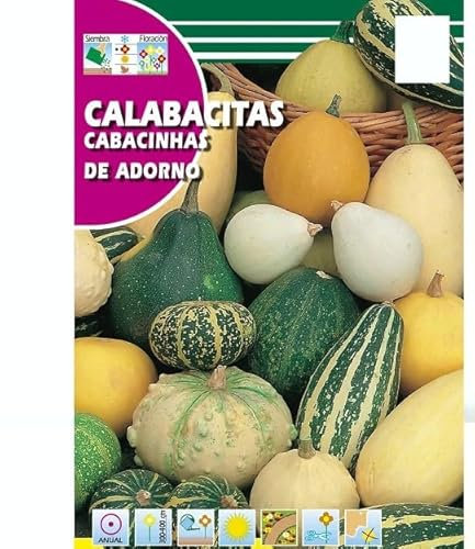 Semillas de Calabazas para Decorar Sobre de Semillas de Calabacitas de Adorno