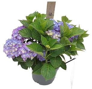 Hortensia - Hydrangea Azul en Maceta Arbusto Natural Frondoso con Floración Espectacular