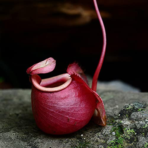 NepenthesSamen, Kannenpflanze, topfpflanzen nachhaltige produkte winterharte für garten pflanzensamen balkonpflanzen kräutergarten seltene 150Samen