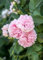 Rosa 'Königin von Dänemark' - Historische Rose, rosa Blüten, Blütezeit Juni-Juli, duftend, ideal für Rabatten, pflegeleicht und winterhart