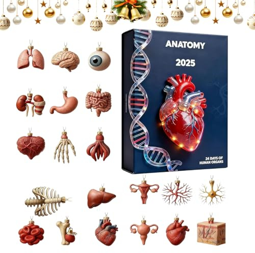 Calendario dell'Avvento anatomico – Ciondolo in acrilico di Natale 24 giorni, divertenti miniature degli organi umani | Decorazione educativa e medica per medici, infermieri, studenti, insegnanti