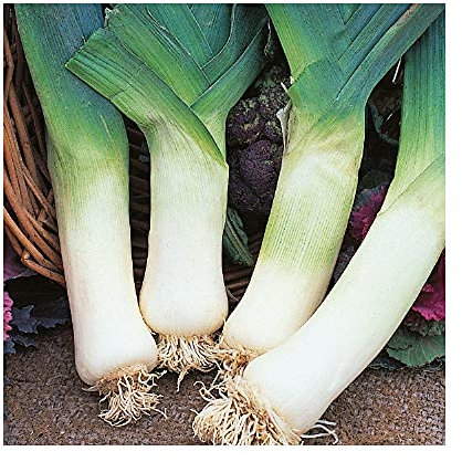 SeeKay Leek Winter Giant 3 Appx 100 Seeds