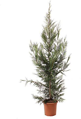 KENTIS - Cupressocyparis Ciprés de Leyland - Plantas de Exterior Verdaderas - Planta de Jardín de Hoja Perenne - H 200/220 cm Tamaño de la Maceta Ø 30 cm