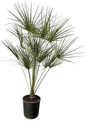 Chamaerops Humilis – Zwergpalme – Zimmerpflanze oder Outdoor Palme – Ø28cm – Höhe ca. 160cm – immergrüne Fächerpalme für Innen- und Außenbereich