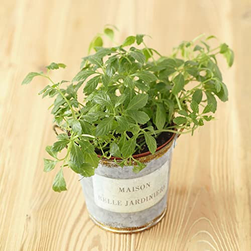 Gynostemma Pentaphyllum Samen(Jiaogulan)|KräUter Pflanzen|KüChenkräUter/Bio Saatgut/Jiaogulan Pflanze Kaufen/Balkonpflanzen/KräUterbeet Indoor-100stüCk