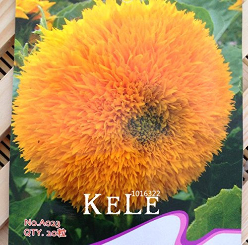 Nouvelles Graines fraîches Teddy Bear Tournesols graines Graines de tournesol Balcon pot Plantes Jardin Bonsai Fleur graines Facile à planter 10pcs