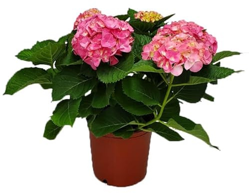 Hortensia Rosa en Maceta Planta Viva de Gran Belleza Hydrangea Natural para Espacios Luminosos