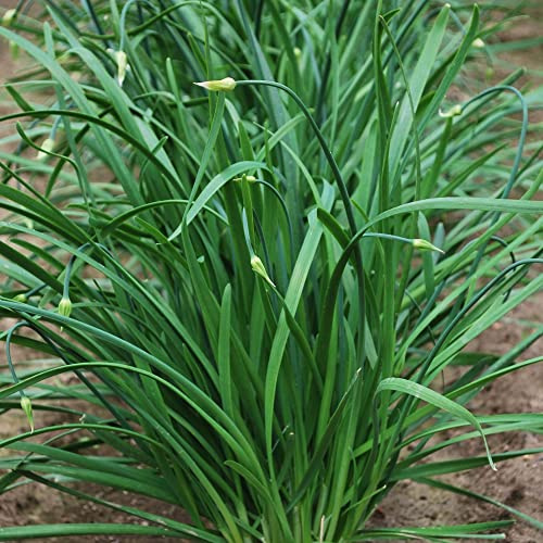 Chinese Leek Seeds - Flowering - 2 g Packet ~738 Seeds - Non-GMO, Heirloom - Asian Garden Vegetable & Microgreens