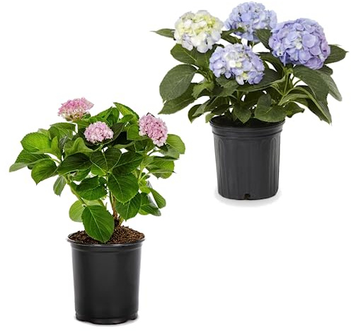 Hortensia Azul y Hortensia Rosa Plantas Naturales de Crecimiento Rápido