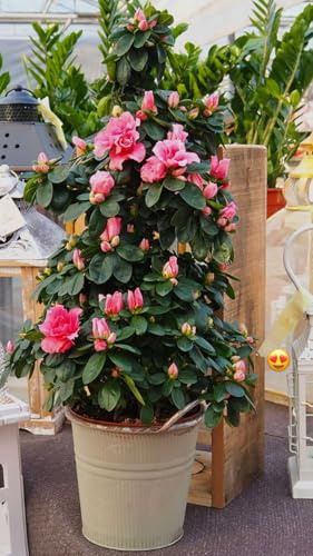 Azalea Piramide 65 cm alto | Natural arbusto robusto | interior o exterior |Rhododendron