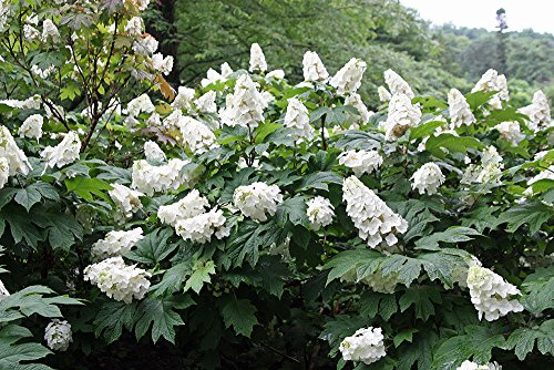 Snow Queen Oakleaf Hydrangea - 4 Pot - White Blooms