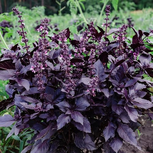 Basil Opal Red Leaved Seeds – Aromatic Herb for Cooking, Salads & Garnishes – Fresh Herbs All Year Round – for Your Kitchen Garden