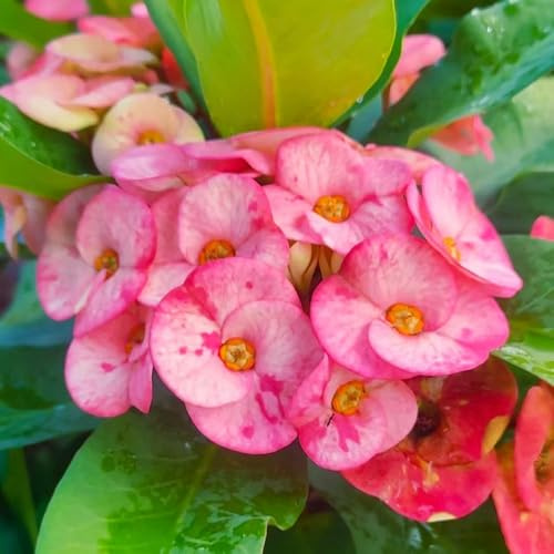 La espina de Cristo arbusto de mariposas comprar semillas trepadora primavera bonsái reverdecimiento tejados en invernaderos balcón 180pcs