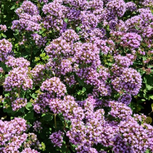 semi di maggiorana di giardino per la cucina letto rialzato per da interno decorazione del giardino in vaso da esterno 250pcs