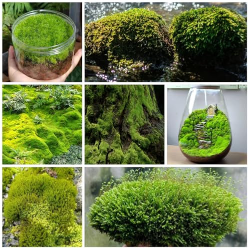 bonsai moos samen - bryophyta moss - seltene pflanzen, zimmerpflanzen samen moos pflanzen kaufen samen zimmerbonsai bonsai, kräutergarten winterfeste pflanzen für garten bodendecker 350pcs