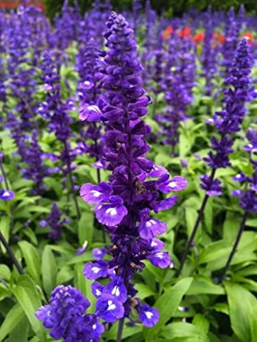 30 graines de sauge bleue, Victoria (Salvia Farinacea)