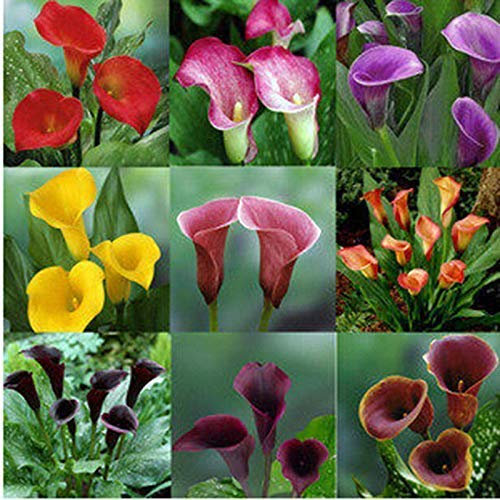 Semi di Germinazion : lys calla 3 : lot de 2 calla-lilien-birnen Bonsaï Seltene Blumen für Hausgarten