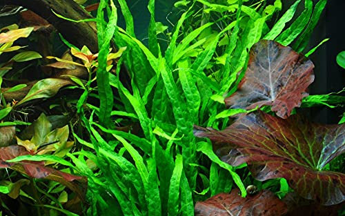 AquaOne Plante d'aquarium Microsorum pteropus « Narrow » I Plante aquatique Plante d'aquarium Porte-racine/rhizome entièrement enracinée Facile à entretenir Décoration d'aquarium