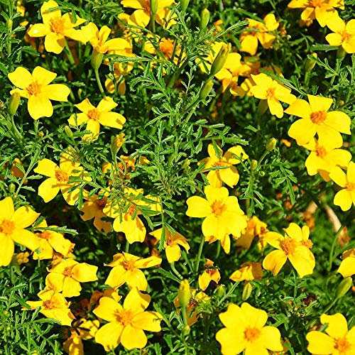 100 Marigold African Tagetes Lemon Gem Seeds - 100 Seeds
