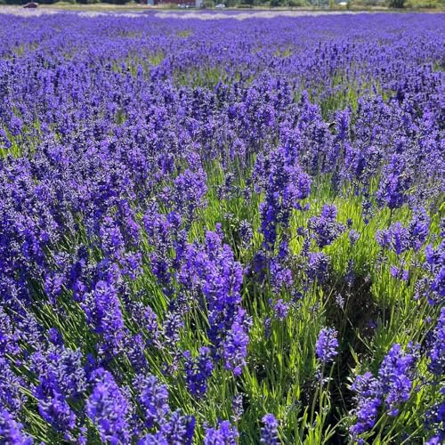 Semillas de lavanda, regalos para jardineros Lavandula angustifolia - semillas de silvestres decoración del jardín exterior abeja 100pcs