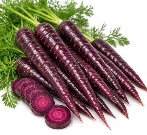 Graines de carotte violette noire Purple Haze 1000 graines semences potager ancienne variété culture jardin potager Love My Nature