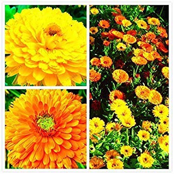 Germination Les graines: 16: 100PCS / Paquet Rare Calendula officinalis Graines de Fleurs Jaune Marigold Fleur Bonsa
