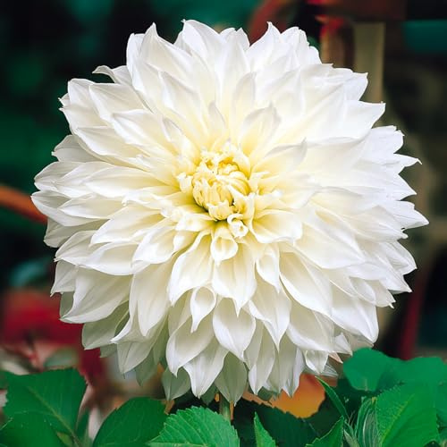 Bulbi di DALIA | Bulbi provenienti dai migliori produttori Olandesi | Esclusiva selezione e controllo qualità | Fioritura garantita dal primo anno. (2 Dalia Decorativa FLEUREL)