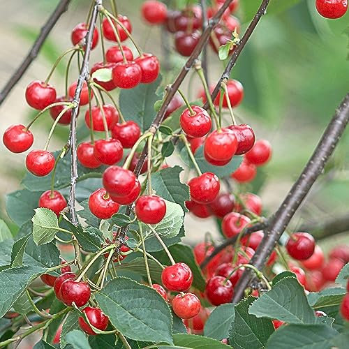 Cherry Morello Tree | Patio Fruit Tree | Plants Outdoor Garden Ready | Grow Your Own Fresh Fruit | Garden Plant in 7.5L Pot 4-5ft Height