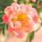 Fangblatt - Paeonia lactiflora ‘Pink Hawaiian Coral’ - pfirsichrosafarbenen Pfingstrose - exotische Staude für den Garten