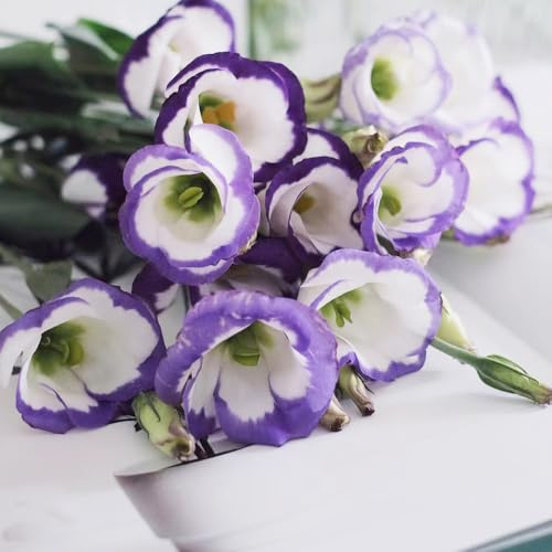 semillas de lisianthus eustoma, Decoración jardín exteriores, resistentes 900pcs