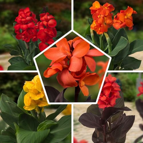 Canna Border Kollektion - 5 Växter - Mix av 5 Sorter - Stora Canna Barrotväxter Perenner från Holland - Ingen Frö och Inte Vinterhärdig
