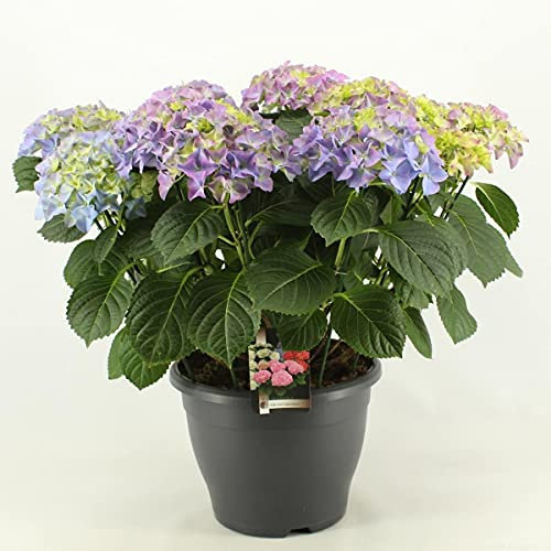 Hortensie Hydrangea macrophylla 'Early Blue' 20-30 cm – Frühblühende Blühpflanze für Garten & Balkon, Pflegeleicht und Dekorativ