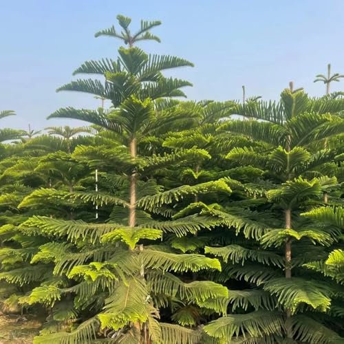 Semillas de araucaria - Araucaria heterophylla Semillas de árboles, semillas de bonsái de interior, decoración de jardín para exterior semillas de árboles árboles jardín resistente 90pcs