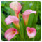 Bulbos de cala resistentes - flores blancas - perennes para jardines y plantas en maceta-4bulbos-E