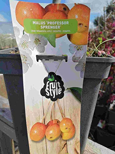 Dekorativt äpple Professor Sprenger 100-120 cm – äppelträd – Malus Professor Sprenge – äppelträd
