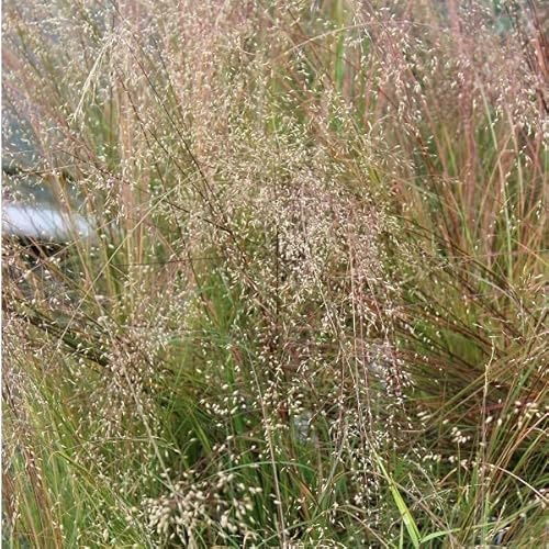 6x Semilla de ropas de Pradera - Sporobolus heterolepis - Olla de 9x9 cm - Hierba Ornamental Fina Fragante