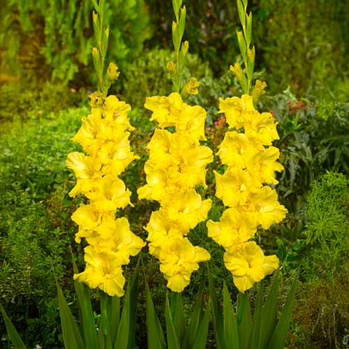 Bulbes de GLADIOLUS | Bulbes issus des meilleurs producteurs hollandais | Sélection exclusive et contrôle qualité | Floraison garantie dès la première année (10 Glaïeuls Jaunes)