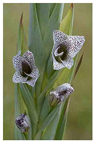 Gladiolus elliotii - Schwertlilie - 10 Samen