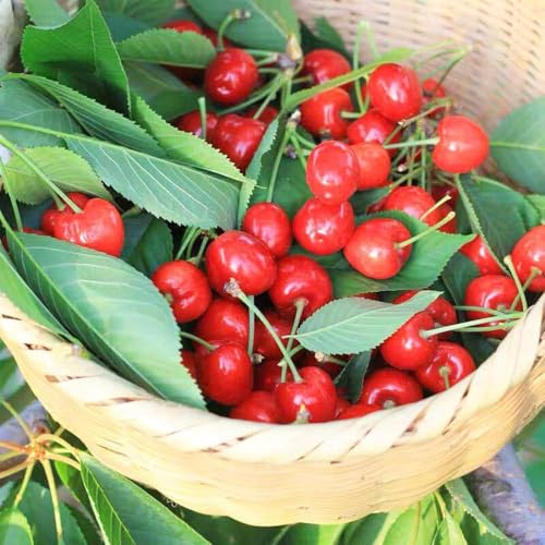 semillas de cerezo cerezo ornamental columnar, Las de jardín rocas son resistentes en resistentes, 350pcs