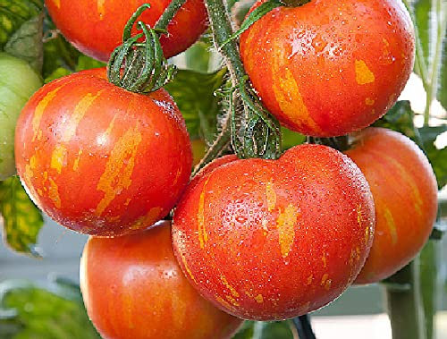 Viridis Hortus - Tomato Tigerella - 25 x Vegetable Seeds (Red Striped Early Ripen)