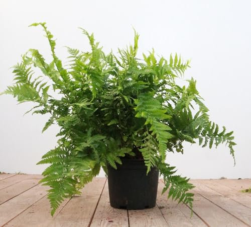 Dryopteris filix-mas 30–40 cm – Winterhart, Mehrjährig, Pflegeleicht – Echter Wurmfarn – Schattenpflanze für Beet & Unterpflanzung