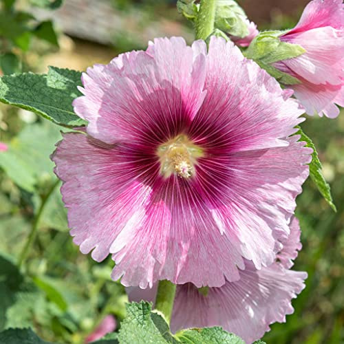 Eden Brothers Hollyhock Seeds - Henry VIII - Pink