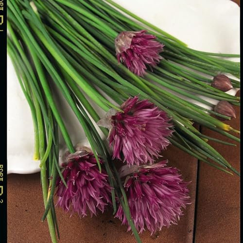 Kew Vegetable Seed Collection - Chives (Allium schoenoprasum) - Hardy Perennial Herb Seeds - Easy to Grow Culinary Herb - Attracts Bees and Butterflies - 1 Packet (1000 Seeds) by Thompson & Morgan