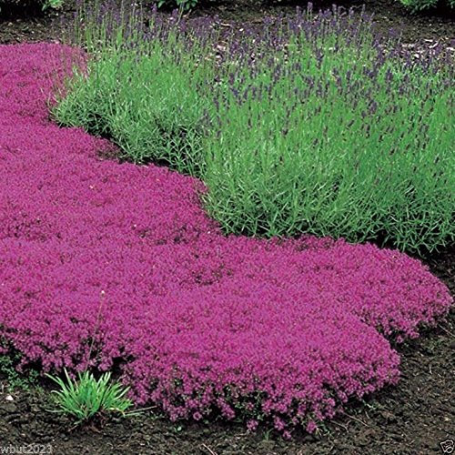 PinkdoseÂ 1000 Samen Creeping Thymian Seeds - Magic Carpet - Thymus Serpyllum- mehrjährige Bodendecker!