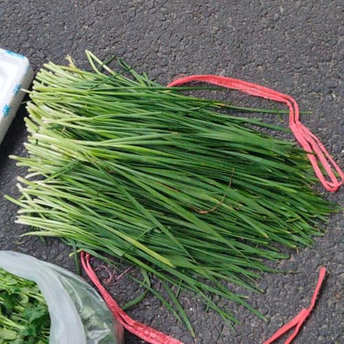 semillas de cebollino - Allium tuberosum - balcón resistentes decorativas jardín perennes 200pcs
