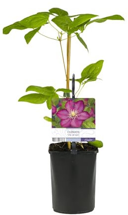 Rampicante - Clematis Ville de Lyon - Fiore rosa - Piante a bassa manutenzione -2-30-40cm - Ø10cm - Pianta da giardino