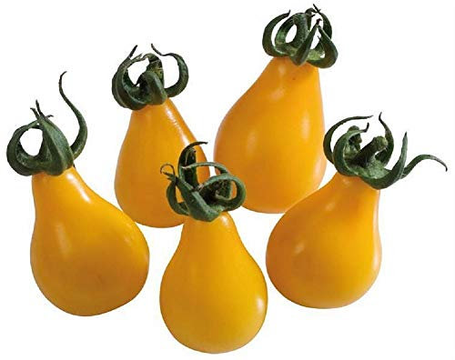 50 graines à semer - Le Grenier d'Abondance - TOMATE Poire Jaune Yellow Pearshaped - Cocktail Apéritif